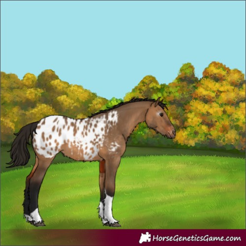 Horse Color:Gray Bay Dun Tobiano Appaloosa 