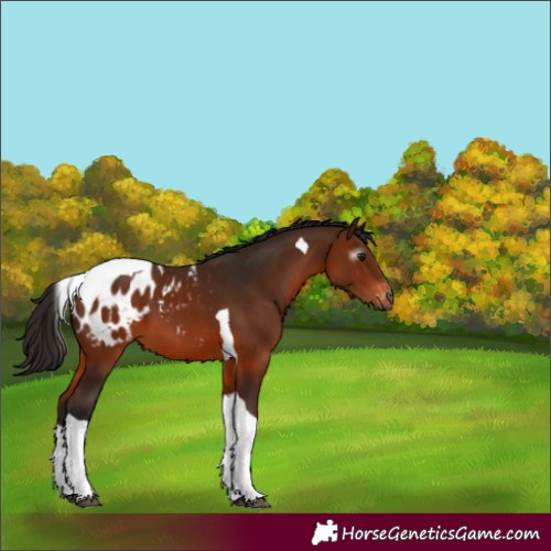 Horse Color:Gray Bay Tobiano Appaloosa 