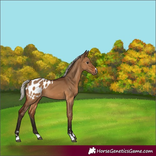 Horse Color:Gray Silver Bay Dun Tobiano Appaloosa 