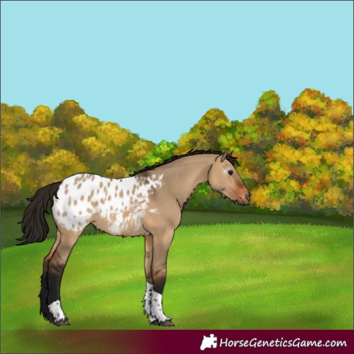 Horse Color:Gray Bay Dun Tobiano Appaloosa 