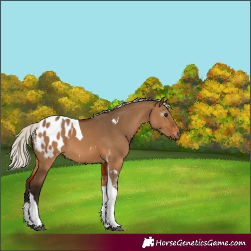 Horse Color:Gray Silver Bay Dun Tobiano Appaloosa 