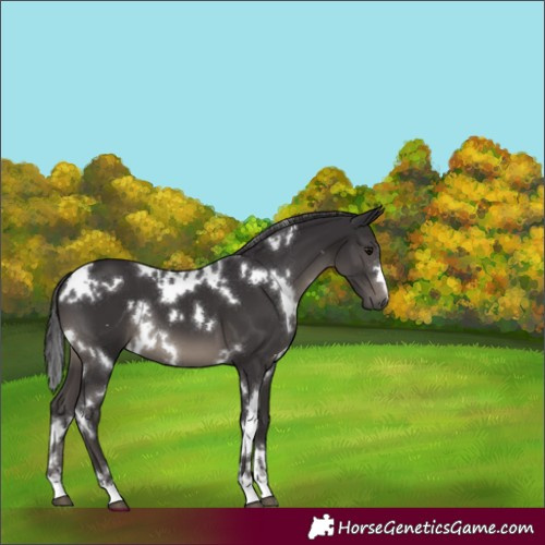 Horse Color:White Spotted Smoky Black 