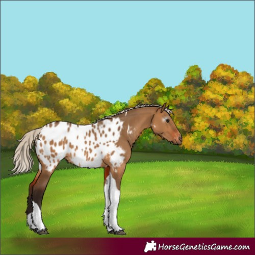 Horse Color:Gray Silver Bay Dun Tobiano Appaloosa 