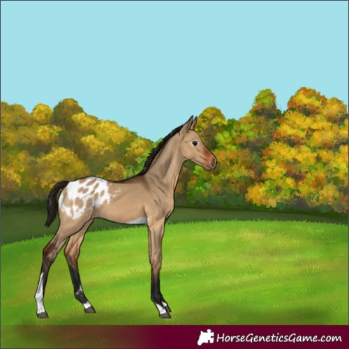 Horse Color:Gray Bay Dun Tobiano Blanket 