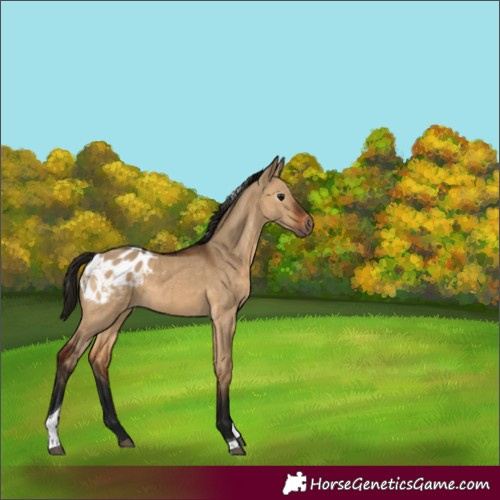 Horse Color:Gray Bay Dun Tobiano Appaloosa 