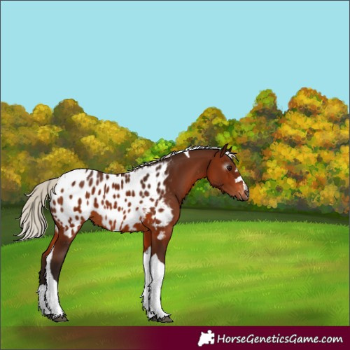 Horse Color:Gray Silver Bay Tobiano Appaloosa 