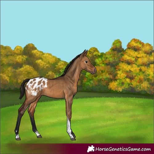 Horse Color:Gray Bay Dun Tobiano Appaloosa 