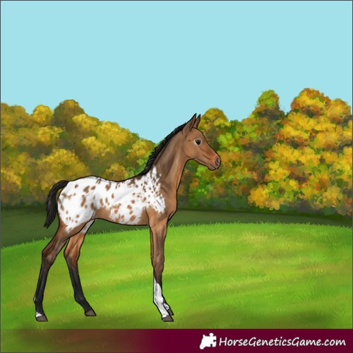 Horse Color:Gray Bay Dun Tobiano Blanket 