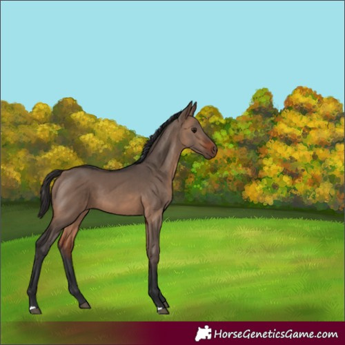 Horse Color:Brown Dun 