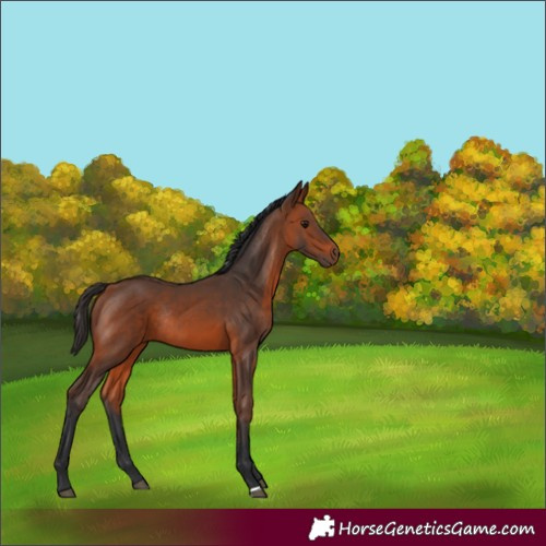 Horse Color:Bay Rabicano 