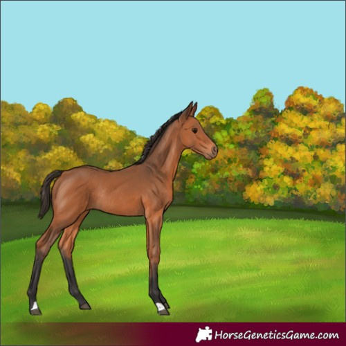 Horse Color:Bay Rabicano 