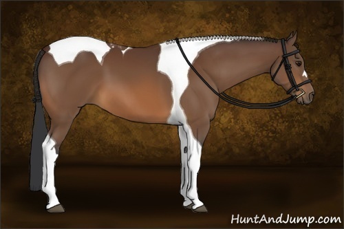 Horse Color:Bay Tobiano