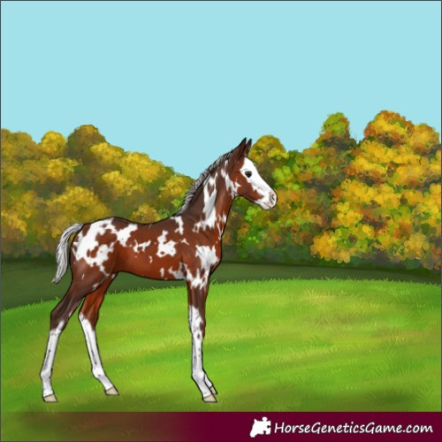 Horse Color:White Spotted Silver Bay Splash 