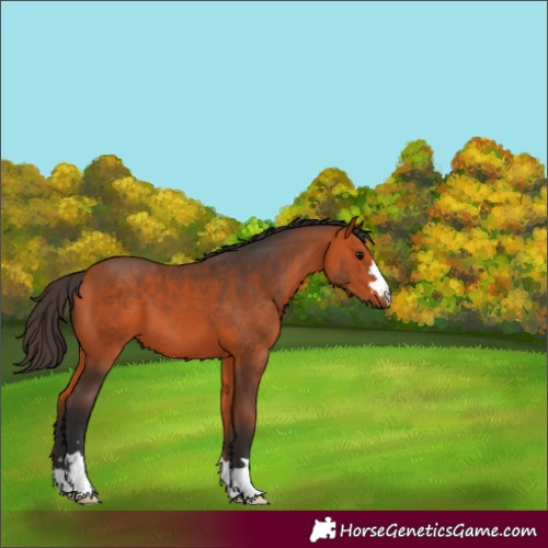 Horse Color:Bay 
