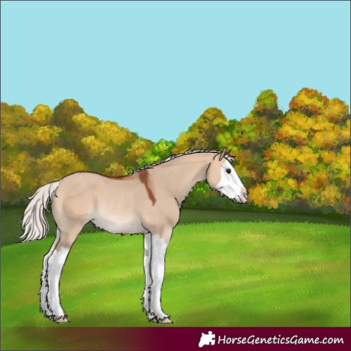 Horse Color:Silver Bay Dun Splash Rabicano 