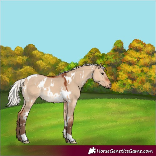 Horse Color:White Spotted Silver Bay Dun 