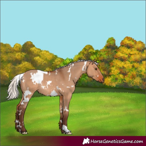 Horse Color:White Spotted Silver Bay Dun Rabicano 