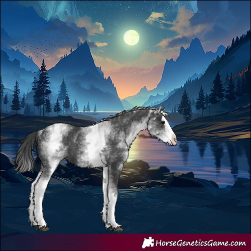 Horse Color:White Spotted Black Splash 