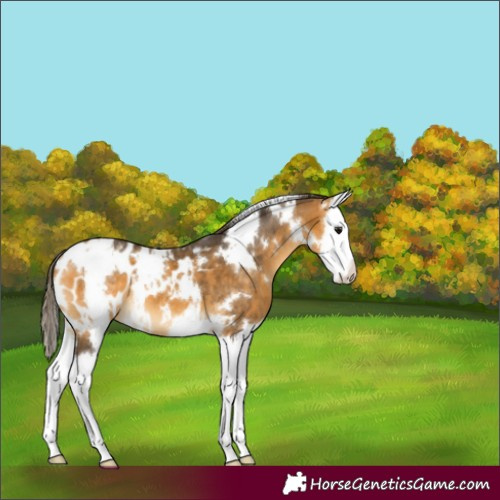 Horse Color:White Spotted Buckskin Splash Appaloosa 