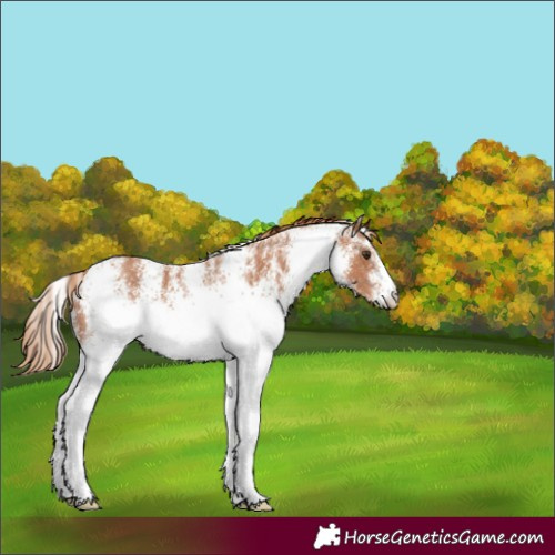 Horse Color:White Spotted Chestnut Rabicano 