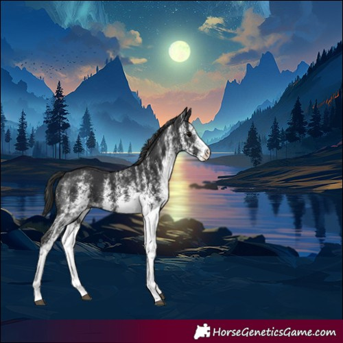 Horse Color:White Spotted Black 