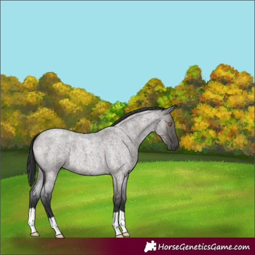 Horse Color:Grullo Roan