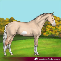 Horse Color:Silver Classic Champagne Dun Splash Frame 