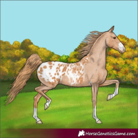 Horse Color:Chestnut Blanket 