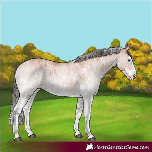 Horse Color:White Spotted Bay Splash and White Spotted Bay Splash