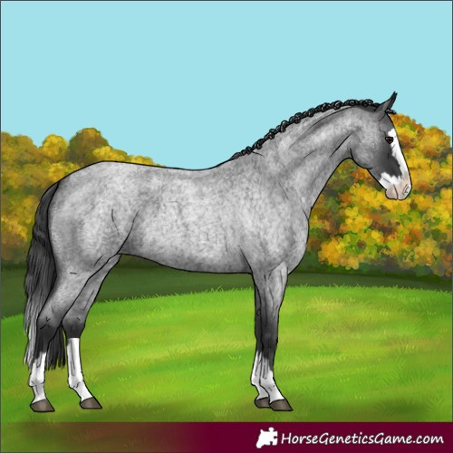 Horse Color:Blue Roan Splash 