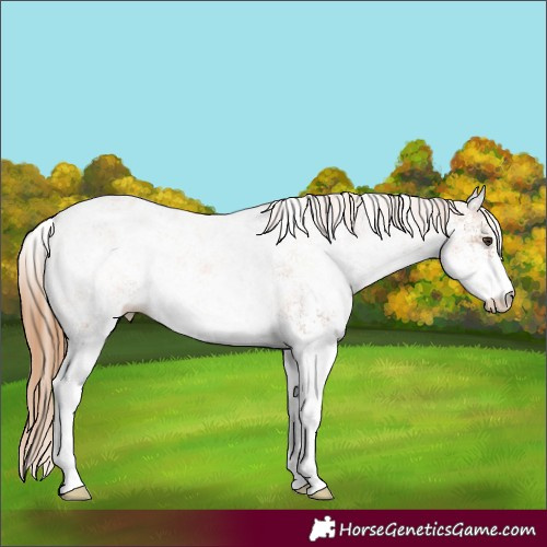Horse Color:White Spotted Chestnut 