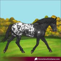 Horse Color:Black Appaloosa 