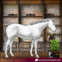 Horse Color:White Spotted Liver Chestnut Splash Appaloosa 