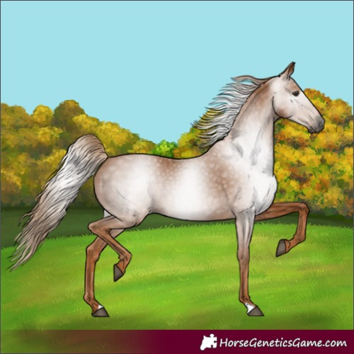 Horse Color:Gray Chestnut 