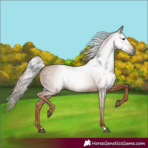 Horse Color:Gray Chestnut 