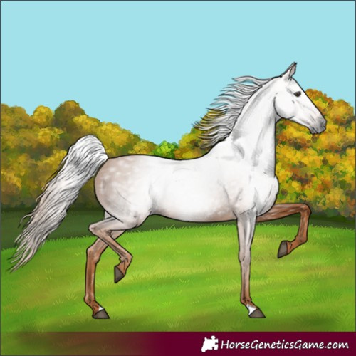Horse Color:Gray Chestnut 