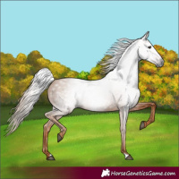 Horse Color:Gray Chestnut 