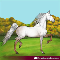 Horse Color:Gray Chestnut 