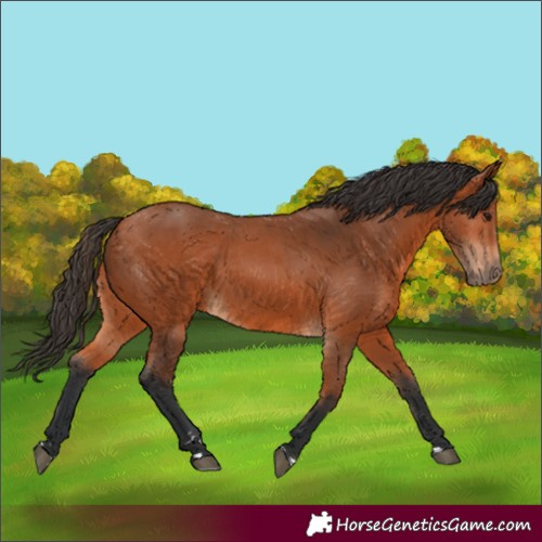 Horse Color:Bay 