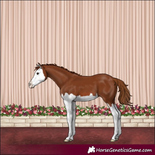 Horse Color:Chestnut Splash 