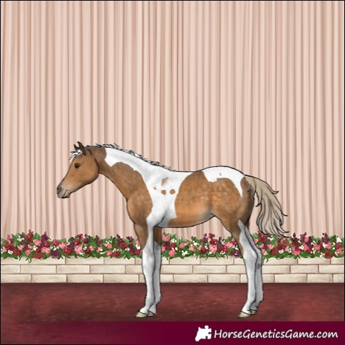 Horse Color:Chocolate Palomino Tobiano 
