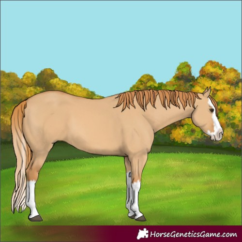 Horse Color:Unknown 
