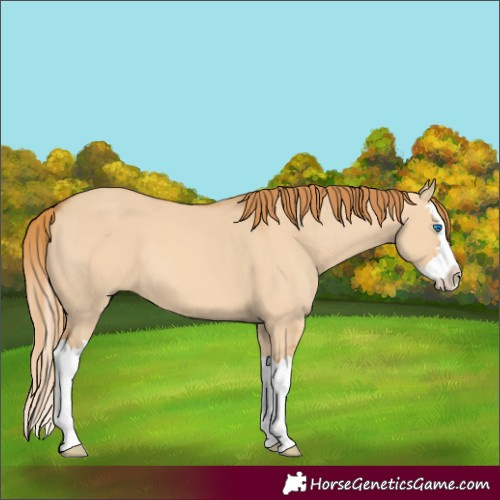 Horse Color:Unknown 