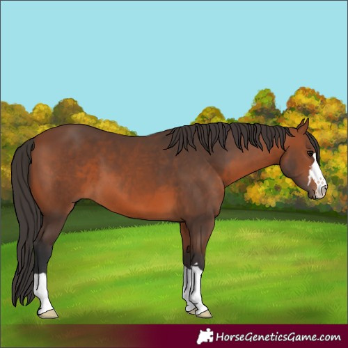 Horse Color:Unknown 