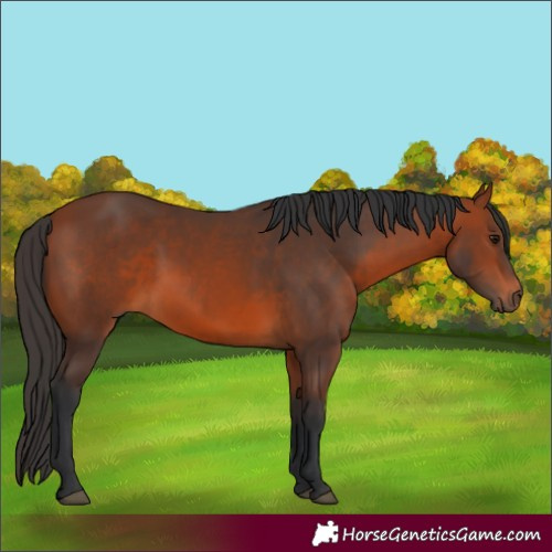 Horse Color:Unknown 