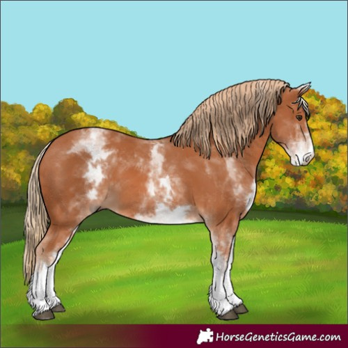Horse Color:White Spotted Chestnut 