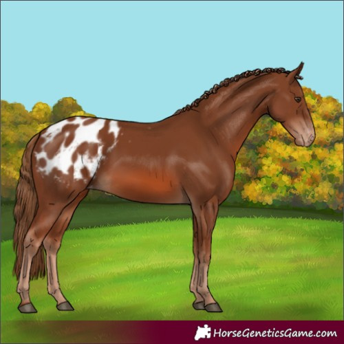 Horse Color:Chestnut Appaloosa 