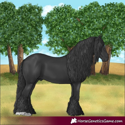 Horse Color:Black 