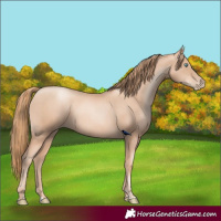 Horse Color:Gold Champagne Pearl Rabicano  and Gold Champagne Pearl Rabicano 