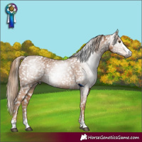 Horse Color:Gray Chestnut Appaloosa 